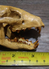 Load image into Gallery viewer, Hesperocyon gregarius skull cast replica (item #RF012)