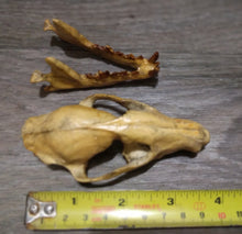 Load image into Gallery viewer, Hesperocyon gregarius skull cast replica (item #RF012)