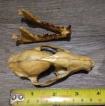 Load image into Gallery viewer, Hesperocyon gregarius skull cast replica (item #RF012)