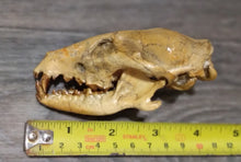 Load image into Gallery viewer, Hesperocyon gregarius skull cast replica (item #RF012)