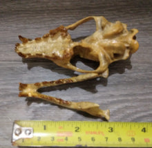 Load image into Gallery viewer, Hesperocyon gregarius skull cast replica (item #RF012)
