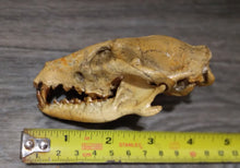 Load image into Gallery viewer, Hesperocyon gregarius skull cast replica (item #RF012)