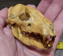 Load image into Gallery viewer, Hesperocyon gregarius skull cast replica (item #RF012)