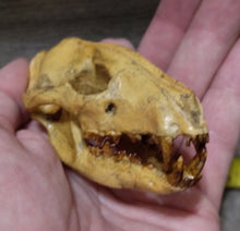 Load image into Gallery viewer, Hesperocyon gregarius skull cast replica (item #RF012)