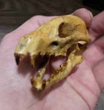 Load image into Gallery viewer, Hesperocyon gregarius skull cast replica (item #RF012)