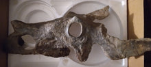 Load image into Gallery viewer, Brachyceratops Fossil Dinosaur skull for sale