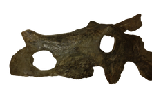 Load image into Gallery viewer, Brachyceratops Fossil Dinosaur skull for sale