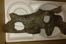 Load image into Gallery viewer, Brachyceratops Fossil Dinosaur skull for sale