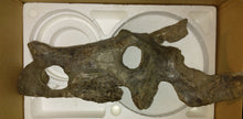 Load image into Gallery viewer, Brachyceratops Fossil Dinosaur skull for sale