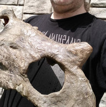 Load image into Gallery viewer, Brachyceratops Fossil Dinosaur skull for sale
