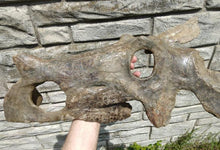 Load image into Gallery viewer, Brachyceratops Fossil Dinosaur skull for sale