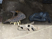 Load image into Gallery viewer, Brachyceratops Fossil Dinosaur skull for sale