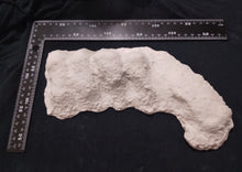 Cargar imagen en el visor de la galería, 1982 Bigfoot / Sasquatch knuckle print cast replica