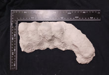 Cargar imagen en el visor de la galería, 1982 Bigfoot / Sasquatch knuckle print cast replica