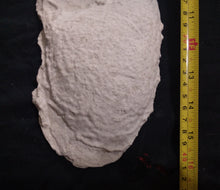 Cargar imagen en el visor de la galería, 1967 New Bigfoot Patterson "Patty #2" track footprint cast