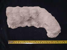 Cargar imagen en el visor de la galería, 1982 Bigfoot / Sasquatch knuckle print cast replica