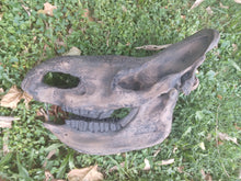 Load image into Gallery viewer, Woolly Rhino skull cast replica 3