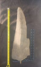 Load image into Gallery viewer, Woolly Rhino horns cast replicas