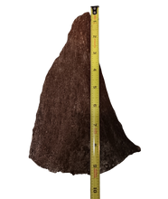 Load image into Gallery viewer, Woolly Rhino horns cast replicas