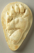 Load image into Gallery viewer, Bear: Footprint Black Bear Juvenile track Footprint Cast Replica Footprint Track