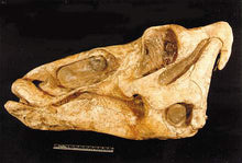 Load image into Gallery viewer, Edmontosaurus Skull Plaque cast replica Dinosaur