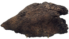Load image into Gallery viewer, Triceratops Frill with skin impression cast replica