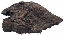 Load image into Gallery viewer, Triceratops Frill with skin impression cast replica