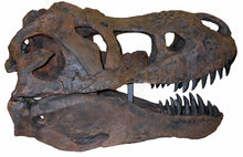 Cargar imagen en el visor de la galería, Tinker the T.rex skull cast replica