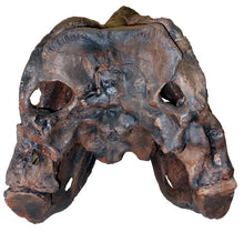 Cargar imagen en el visor de la galería, Tinker the T.rex skull cast replica