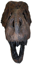 Cargar imagen en el visor de la galería, Tinker the T.rex skull cast replica