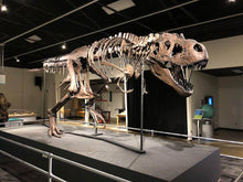 Cargar imagen en el visor de la galería, Tinker the T.rex skeleton cast replica T-rex Tinker Juvenile Trex