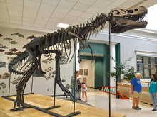 Cargar imagen en el visor de la galería, Tinker the T.rex skeleton cast replica T-rex Tinker Juvenile Trex