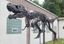 Cargar imagen en el visor de la galería, Tinker the T.rex skeleton cast replica T-rex Tinker Juvenile Trex