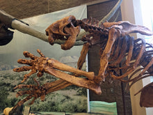 画像をギャラリービューアに読み込む, Megalonyx ground sloth skeleton cast replica