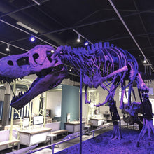 Cargar imagen en el visor de la galería, Tinker the T.rex skeleton cast replica T-rex Tinker Juvenile Trex