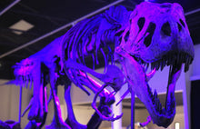Cargar imagen en el visor de la galería, Tinker the T.rex skeleton cast replica T-rex Tinker Juvenile Trex