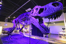 Cargar imagen en el visor de la galería, Tinker the T.rex skeleton cast replica T-rex Tinker Juvenile Trex