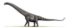 Load image into Gallery viewer, Sauropod: Argentinasaurus Vertebra cast replica Dinosaur