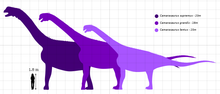 Load image into Gallery viewer, Camarasaurus skull cast replica #4