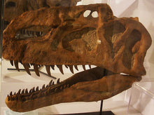 Cargar imagen en el visor de la galería, Monolophosaurus dinosaur skull cast replica #1