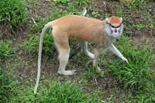 Charger l'image dans la galerie, Patas Monkey death cast replica Life cast