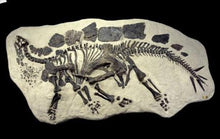 Load image into Gallery viewer, Stegosaurus skeleton dig panel