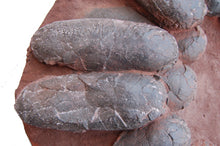 画像をギャラリービューアに読み込む, Oviraptor Dinosaur 20 Egg Nest Cast Replica Dinosaur Reproductions