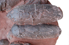画像をギャラリービューアに読み込む, Oviraptor Dinosaur 20 Egg Nest Cast Replica Dinosaur Reproductions