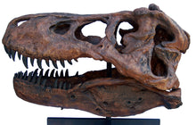 Load image into Gallery viewer, CSI T.rex skull cast replica