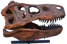Load image into Gallery viewer, CSI T.rex skull cast replica