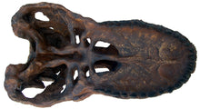 Load image into Gallery viewer, CSI T.rex skull cast replica