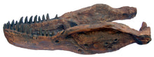 Load image into Gallery viewer, CSI T.rex skull cast replica