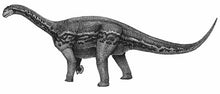 Load image into Gallery viewer, Bellusaurus Skeleton cast replica dinosaur skull skeleton