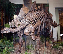 Load image into Gallery viewer, Stegosaurus skeleton cast replica #1